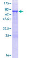 DAZAP1 Protein - 12.5% SDS-PAGE of human DAZAP1 stained with Coomassie Blue