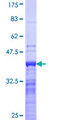 DBF4B / DRF1 Protein - 12.5% SDS-PAGE Stained with Coomassie Blue.