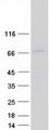DBF4B / DRF1 Protein - Purified recombinant protein DBF4B was analyzed by SDS-PAGE gel and Coomassie Blue Staining