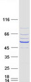 DCAF12L1 Protein - Purified recombinant protein DCAF12L1 was analyzed by SDS-PAGE gel and Coomassie Blue Staining