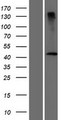 DCAF4L2 Protein - Western validation with an anti-DDK antibody * L: Control HEK293 lysate R: Over-expression lysate