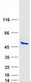 DCC1 / DSCC1 Protein - Purified recombinant protein DSCC1 was analyzed by SDS-PAGE gel and Coomassie Blue Staining