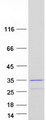 DCUN1D4 Protein - Purified recombinant protein DCUN1D4 was analyzed by SDS-PAGE gel and Coomassie Blue Staining