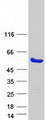 DDI2 Protein - Purified recombinant protein DDI2 was analyzed by SDS-PAGE gel and Coomassie Blue Staining