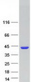 DDX / AKR1C3 Protein - Purified recombinant protein AKR1C3 was analyzed by SDS-PAGE gel and Coomassie Blue Staining