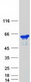DDX19B Protein - Purified recombinant protein DDX19B was analyzed by SDS-PAGE gel and Coomassie Blue Staining