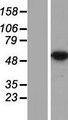 DDX47 Protein - Western validation with an anti-DDK antibody * L: Control HEK293 lysate R: Over-expression lysate