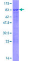 DDX47 Protein - 12.5% SDS-PAGE of human DDX47 stained with Coomassie Blue
