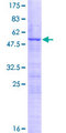 DDX55 Protein - 12.5% SDS-PAGE of human DDX55 stained with Coomassie Blue