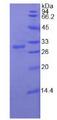 DDX58 / RIG-1 / RIG-I Protein - Recombinant Retinoic Acid Inducible Gene 1 Protein By SDS-PAGE
