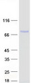 DDX59 Protein - Purified recombinant protein DDX59 was analyzed by SDS-PAGE gel and Coomassie Blue Staining