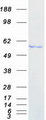 DDX6 Protein - Purified recombinant protein DDX6 was analyzed by SDS-PAGE gel and Coomassie Blue Staining