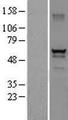 DEF8 Protein - Western validation with an anti-DDK antibody * L: Control HEK293 lysate R: Over-expression lysate
