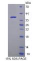 DEFA1 / Defensin Alpha 1 Protein - Recombinant  Defensin Alpha 2 By SDS-PAGE