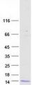DEFB106A Protein - Purified recombinant protein DEFB106A was analyzed by SDS-PAGE gel and Coomassie Blue Staining