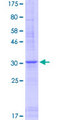 DEFB110 Protein - 12.5% SDS-PAGE of human DEFB110 stained with Coomassie Blue
