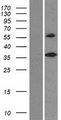 DEGS2 Protein - Western validation with an anti-DDK antibody * L: Control HEK293 lysate R: Over-expression lysate