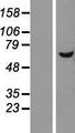 DEPDC7 Protein - Western validation with an anti-DDK antibody * L: Control HEK293 lysate R: Over-expression lysate