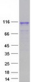 DGCR8 Protein - Purified recombinant protein DGCR8 was analyzed by SDS-PAGE gel and Coomassie Blue Staining