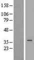 DHRS1 Protein - Western validation with an anti-DDK antibody * L: Control HEK293 lysate R: Over-expression lysate