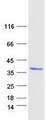DHRS3 / SDR1 Protein - Purified recombinant protein DHRS3 was analyzed by SDS-PAGE gel and Coomassie Blue Staining