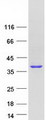 DHRSX Protein - Purified recombinant protein DHRSX was analyzed by SDS-PAGE gel and Coomassie Blue Staining