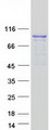 DHX15 Protein - Purified recombinant protein DHX15 was analyzed by SDS-PAGE gel and Coomassie Blue Staining