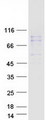 DHX35 Protein - Purified recombinant protein DHX35 was analyzed by SDS-PAGE gel and Coomassie Blue Staining