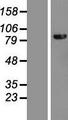 DHX40 Protein - Western validation with an anti-DDK antibody * L: Control HEK293 lysate R: Over-expression lysate