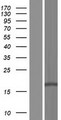 DLEU7 Protein - Western validation with an anti-DDK antibody * L: Control HEK293 lysate R: Over-expression lysate