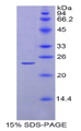 DLL4 Protein - Recombinant Delta Like Protein 4 (dLL4) by SDS-PAGE