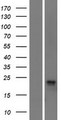 DM4E3 / C11orf24 Protein - Western validation with an anti-DDK antibody * L: Control HEK293 lysate R: Over-expression lysate