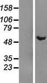 DMAP1 Protein - Western validation with an anti-DDK antibody * L: Control HEK293 lysate R: Over-expression lysate