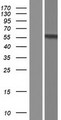 DMRTA2 Protein - Western validation with an anti-DDK antibody * L: Control HEK293 lysate R: Over-expression lysate