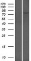 DMTF1 Protein - Western validation with an anti-DDK antibody * L: Control HEK293 lysate R: Over-expression lysate