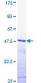 DMTF1 Protein - 12.5% SDS-PAGE Stained with Coomassie Blue.