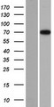 DMWD Protein - Western validation with an anti-DDK antibody * L: Control HEK293 lysate R: Over-expression lysate