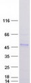 DNAJB11 Protein - Purified recombinant protein DNAJB11 was analyzed by SDS-PAGE gel and Coomassie Blue Staining