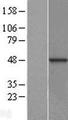 DNAJB12 Protein - Western validation with an anti-DDK antibody * L: Control HEK293 lysate R: Over-expression lysate