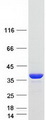DNAJB13 Protein - Purified recombinant protein DNAJB13 was analyzed by SDS-PAGE gel and Coomassie Blue Staining