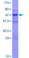 DNAJB2 Protein - 12.5% SDS-PAGE of human DNAJB2 stained with Coomassie Blue