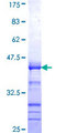 DNAJB2 Protein - 12.5% SDS-PAGE Stained with Coomassie Blue.