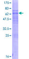 DNAJB7 Protein - 12.5% SDS-PAGE of human DNAJB7 stained with Coomassie Blue