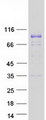 DNAJC14 Protein - Purified recombinant protein DNAJC14 was analyzed by SDS-PAGE gel and Coomassie Blue Staining