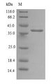 DNAJC19 Protein - (Tris-Glycine gel) Discontinuous SDS-PAGE (reduced) with 5% enrichment gel and 15% separation gel.