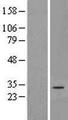DNAJC22 / FLJ13236 Protein - Western validation with an anti-DDK antibody * L: Control HEK293 lysate R: Over-expression lysate