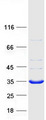 DNAJC27 Protein - Purified recombinant protein DNAJC27 was analyzed by SDS-PAGE gel and Coomassie Blue Staining