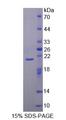 DNAJC4 Protein - Recombinant Heat Shock 40kDa Protein 2 By SDS-PAGE