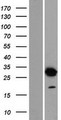 DNALI1 Protein - Western validation with an anti-DDK antibody * L: Control HEK293 lysate R: Over-expression lysate