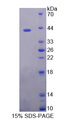 DNASE2 / DNase II Protein - Recombinant  Deoxyribonuclease II By SDS-PAGE